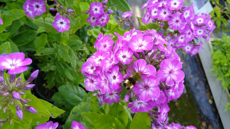 Phlox paniculata Flame 'Purple Eye'